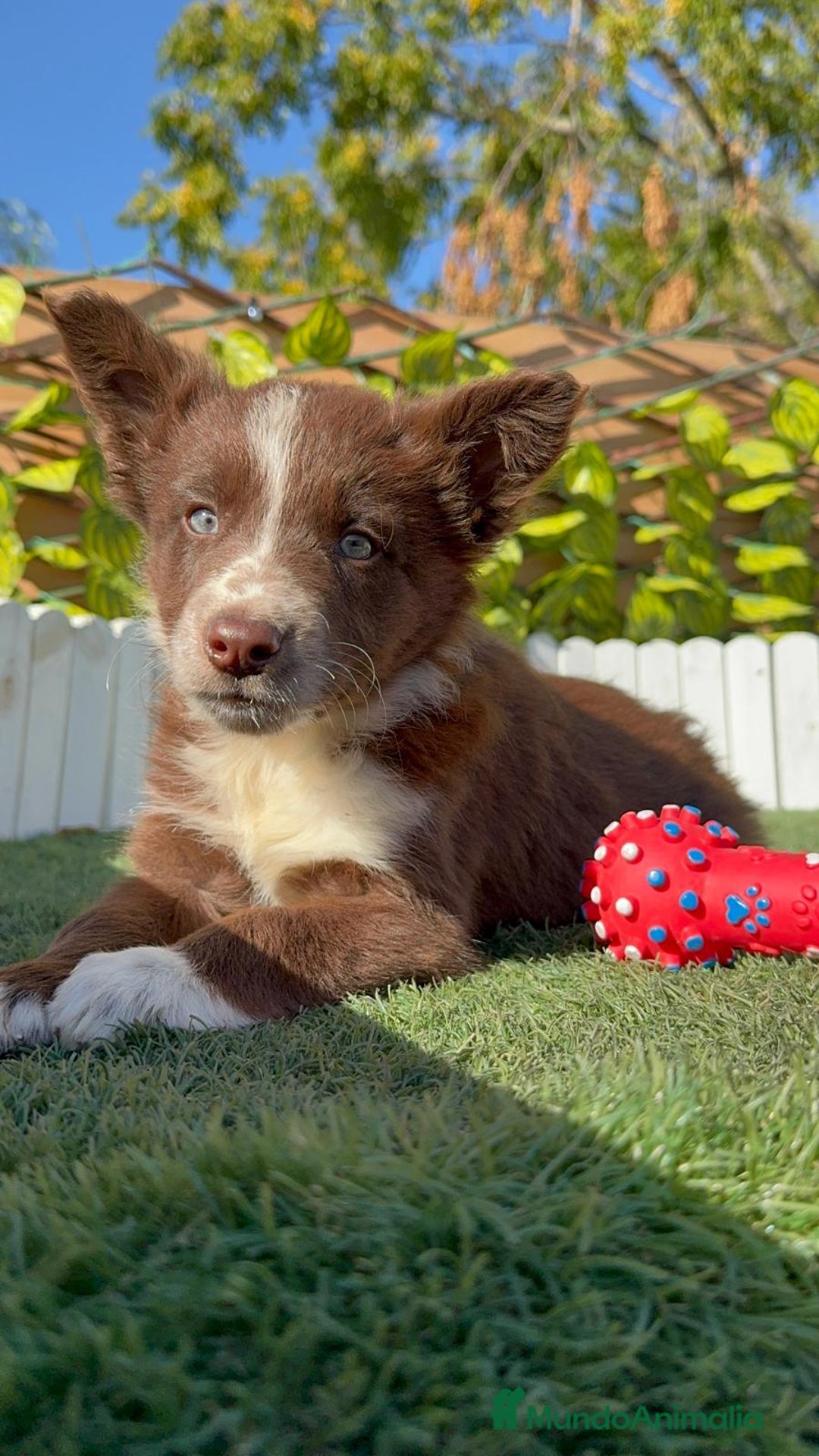 Border Terrier perros en venta: BORDER COLLIE - Anuncio 1