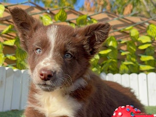 Border Terrier perros BORDER COLLIE - Anuncio 1