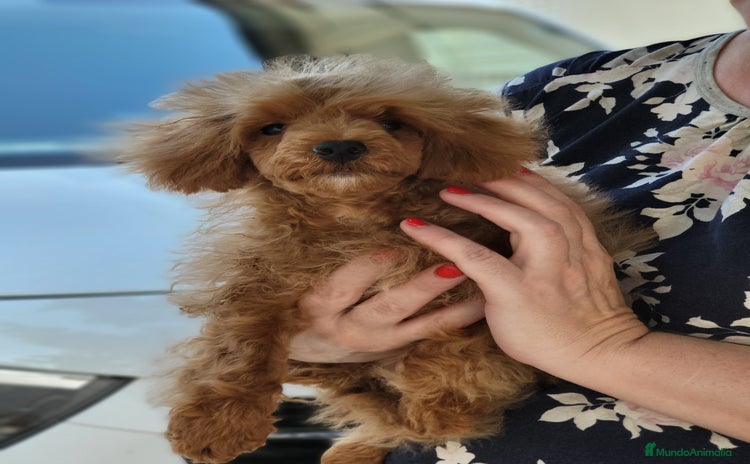 Caniche Toy perros - Anuncio 1