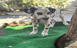 Dálmata perros en venta: Dalmata macho  - Imagen 1