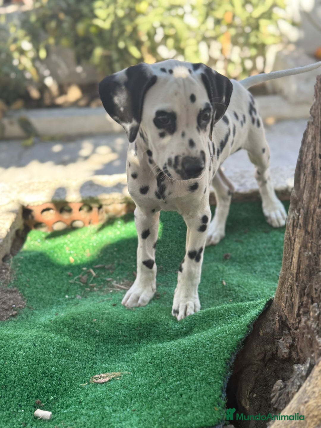 Dálmata perros en venta: Dalmata macho  - Imagen 1