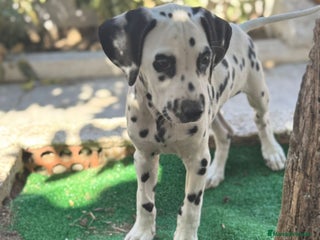 Dálmata perros - Anuncio 1