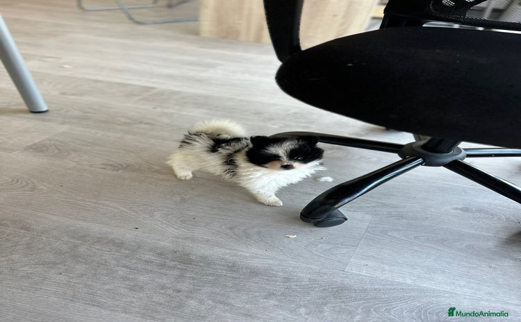 Pomerania perros - Anuncio 2
