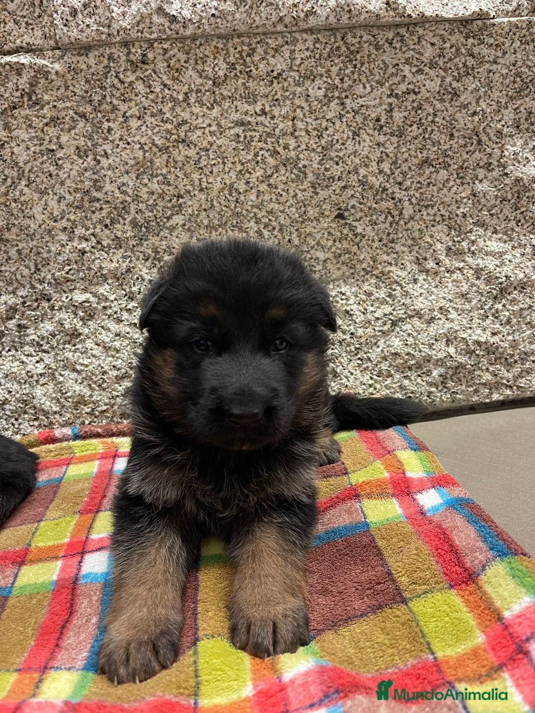 Pastor Alemán perros en venta: Súper cachorro macho pastor alemán  - Anuncio 11