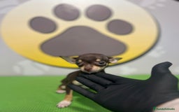 Chihuahua perros en venta: BEBE CHIHUAHUA CHOCOLATE TOY💗 - Imagen 2
