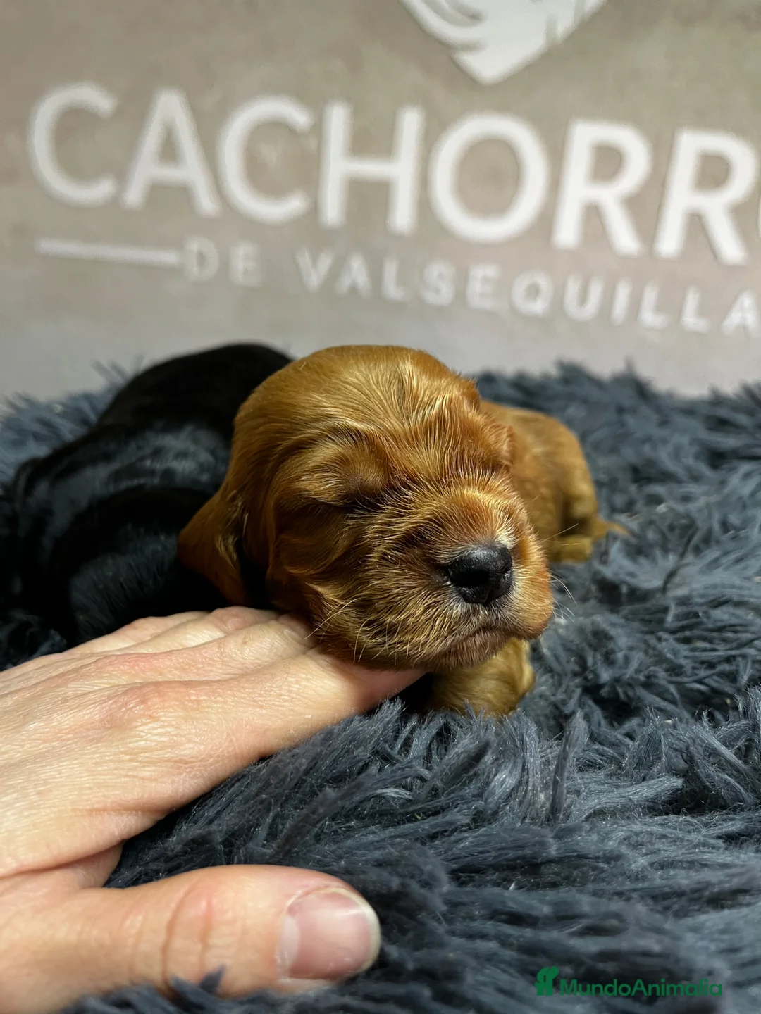 Cocker Spaniel Inglés perros en venta: Cocker dorado  - Anuncio 2