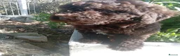 Perro de Agua Español perros en venta: PERRO DE AGUA ESPAÑOL en Cádiz - Anuncio 4