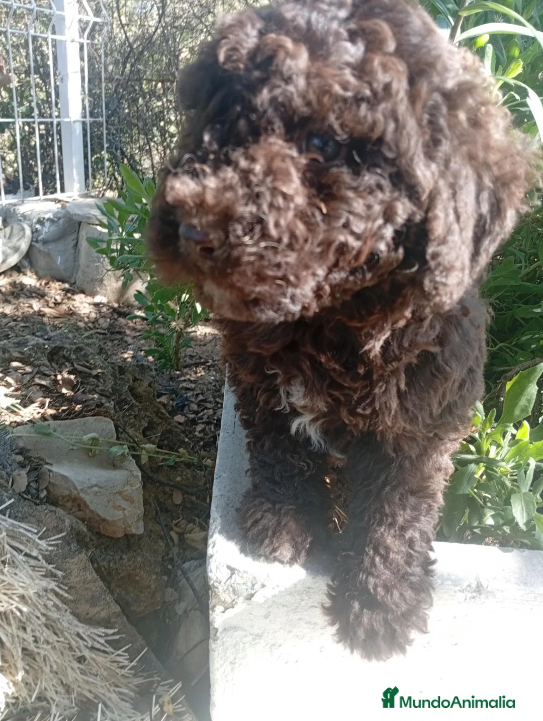 Perro de Agua Español perros en venta: PERRO DE AGUA ESPAÑOL en Cádiz - Anuncio 4