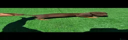 Teckel Miniatura perros en venta: Disponible Teckels de Calidad  - Anuncio 17