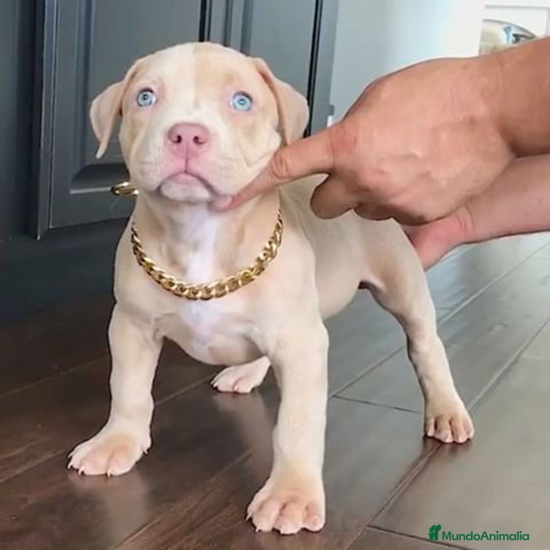 American Pit Bull Terrier perros en venta: AMERICAN PITBULL CACHORROS  608 76 13 65 - Imagen 2