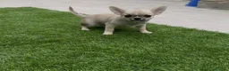 Chihuahua perros en venta: Excelentes machitos chihuahua - Anuncio 7