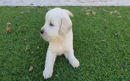 Golden Retriever perros en venta: Golden Retriever Machito - Imagen 2