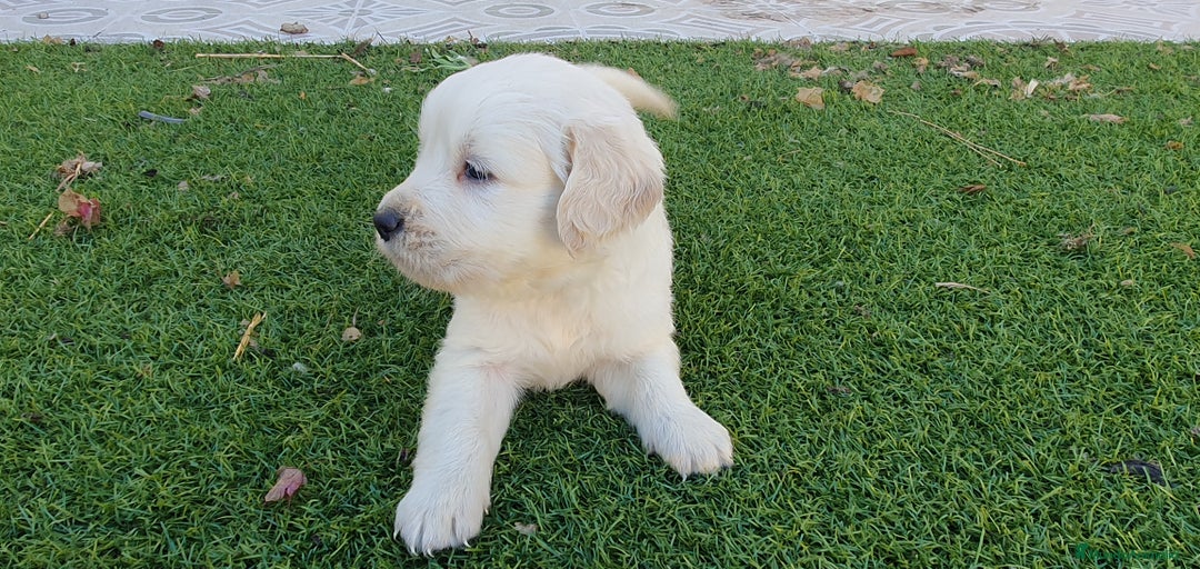 Golden Retriever perros en venta: Golden Retriever Machito - Imagen 2