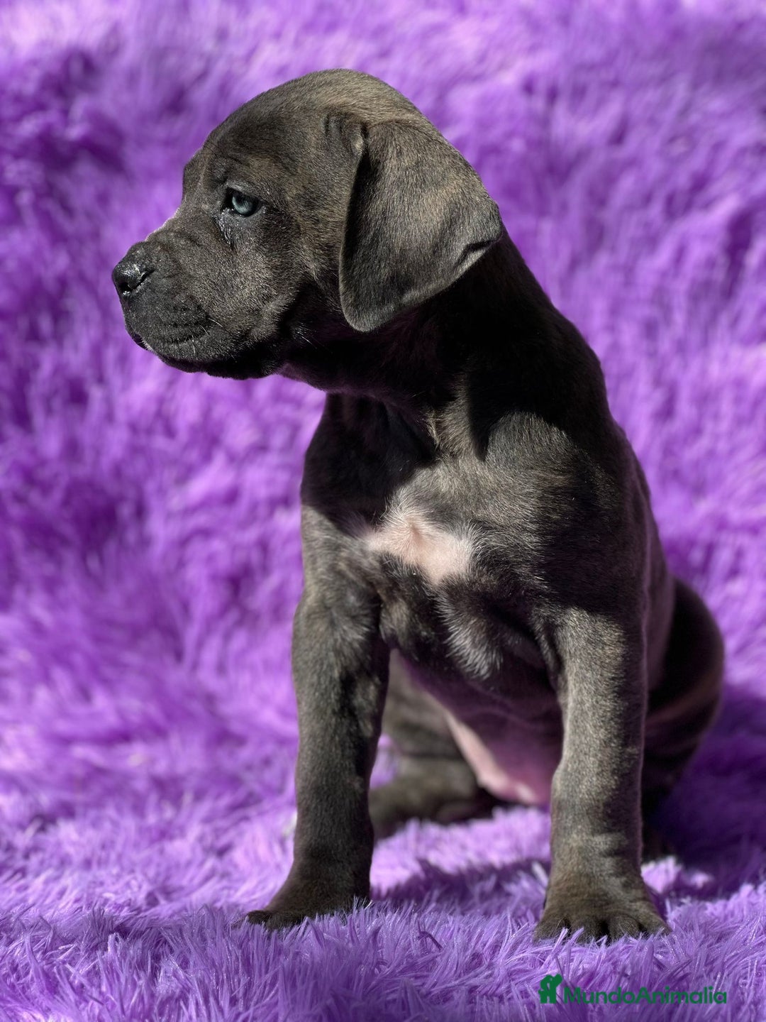 Cane Corso perros en venta: Cane corso - Imagen 1