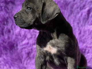 Cane Corso perros Cane corso - Anuncio 2