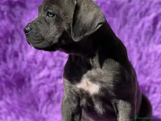 Cane Corso perros Cane corso - Anuncio 4
