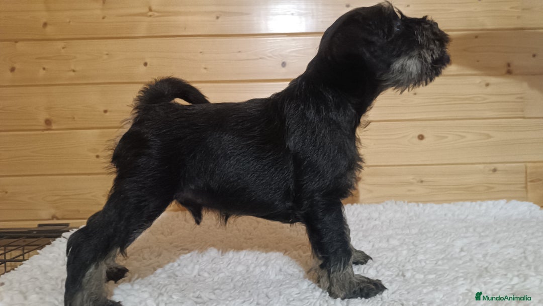 Schnauzer Miniatura perros en venta: Cachorro Schnauzer miniatura  - Anuncio 4