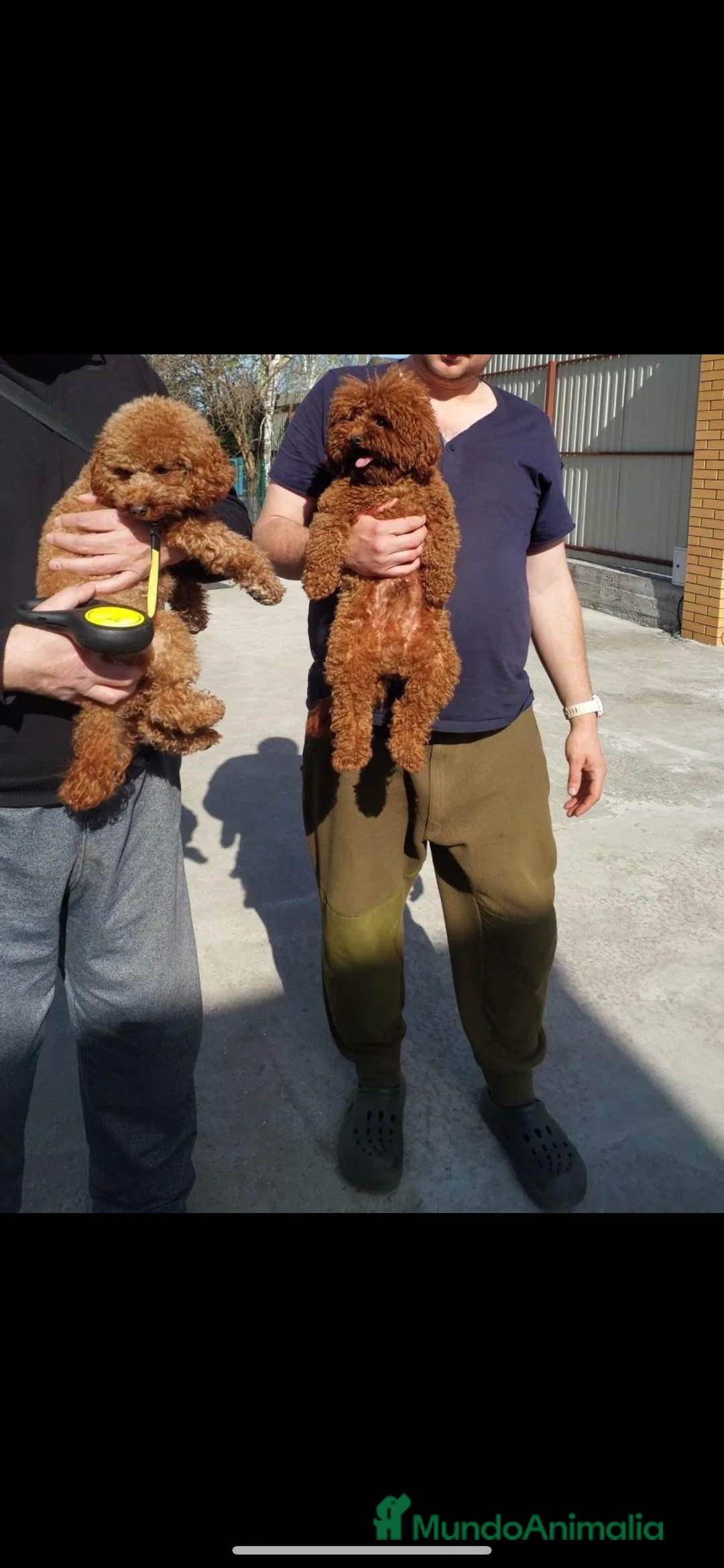 Caniche Toy perros en venta: caniche toy asiaticos - Anuncio 2