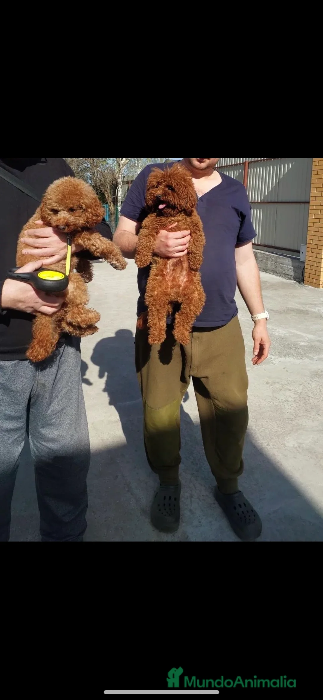 Caniche Toy perros en venta: caniche toy asiaticos - Anuncio 2