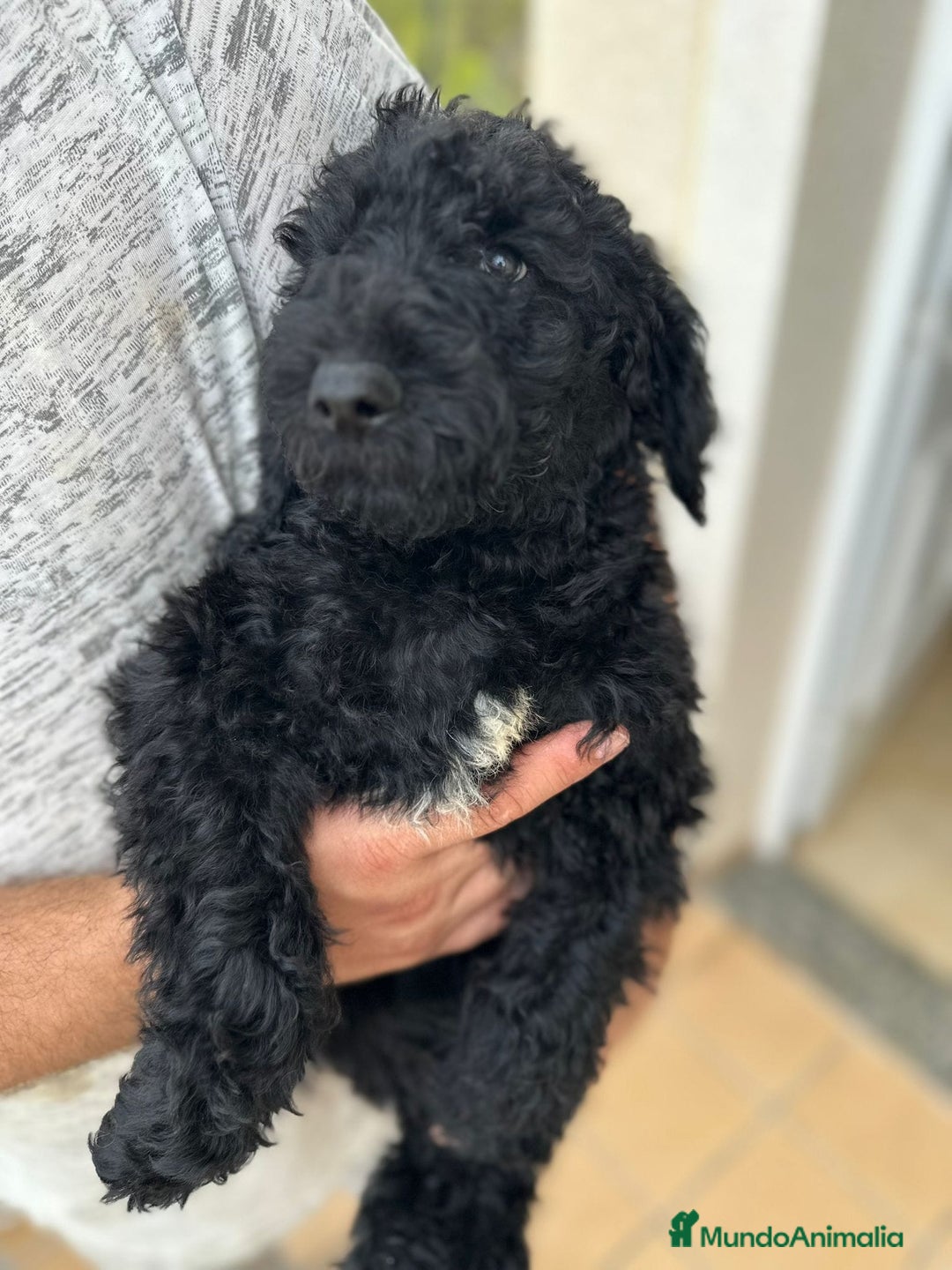 Caniche Gigante perros en venta: Caniches gigantes  - Anuncio 1