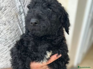 Caniche Gigante perros Caniches gigantes - Anuncio 18