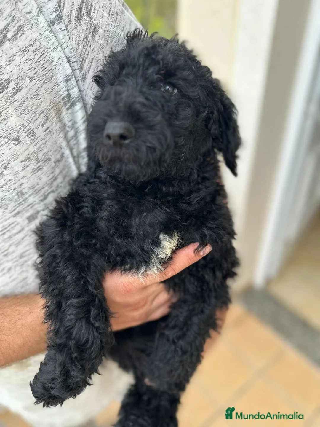 Caniche Gigante perros en venta: Caniches gigantes  - Anuncio 1