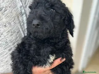 Caniche Gigante perros Caniches gigantes - Anuncio 2