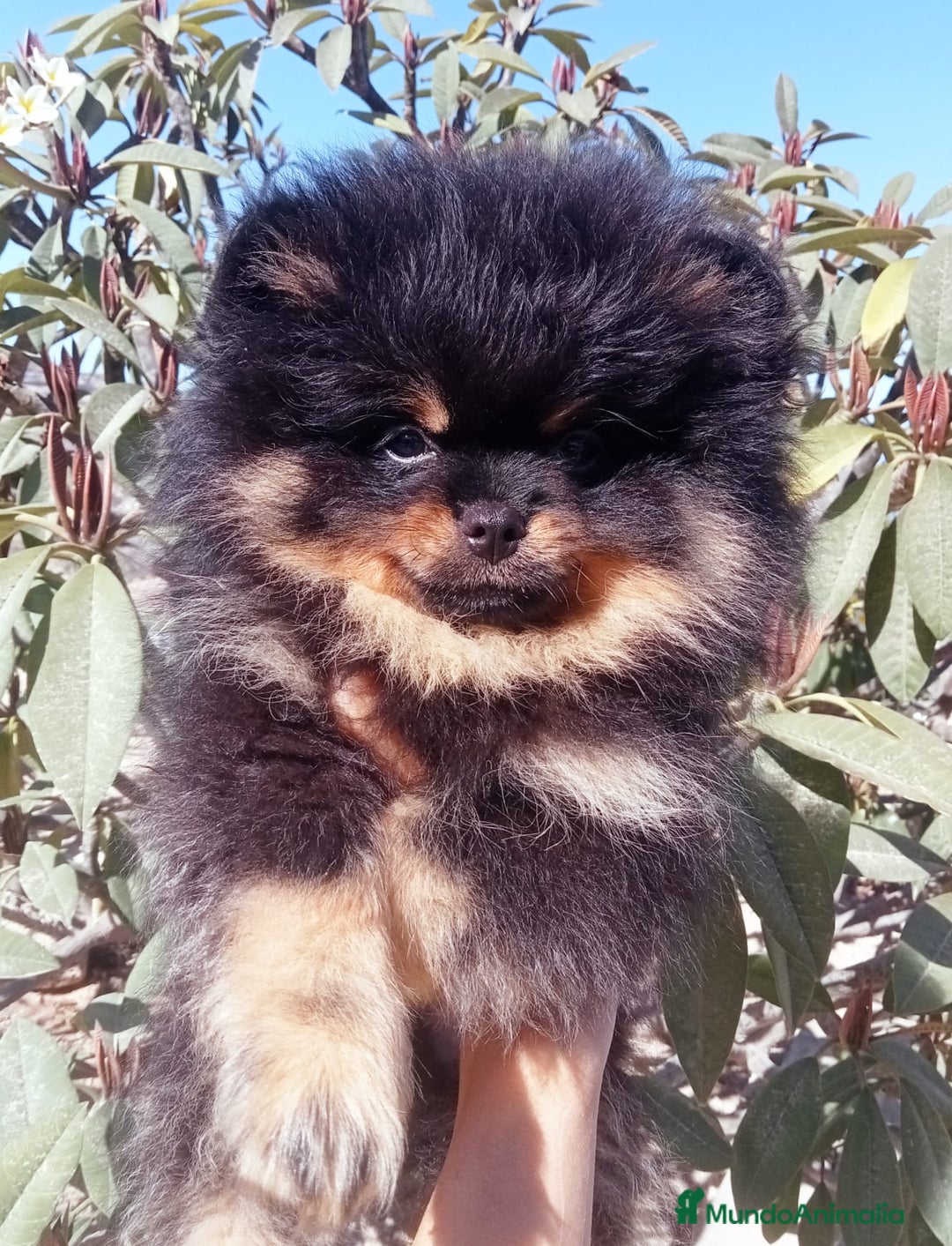 Pomerania perros en venta: Camada de pomerania toy  - Imagen 4