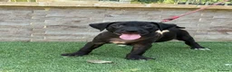 American Pit Bull Terrier perros en venta: Cachorra auténtica APBT - Anuncio 7