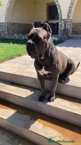 Cane Corso perros en Madrid - Anuncio 4
