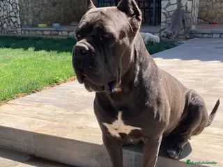 Cane Corso perros CANE CORSO BLUE en Madrid - Anuncio 2