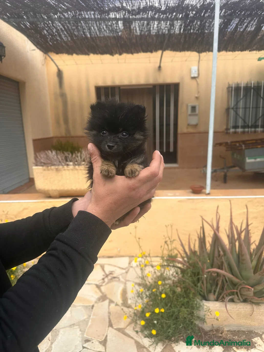 Pomerania perros en venta: Pomerania mini peluches  - Anuncio 1