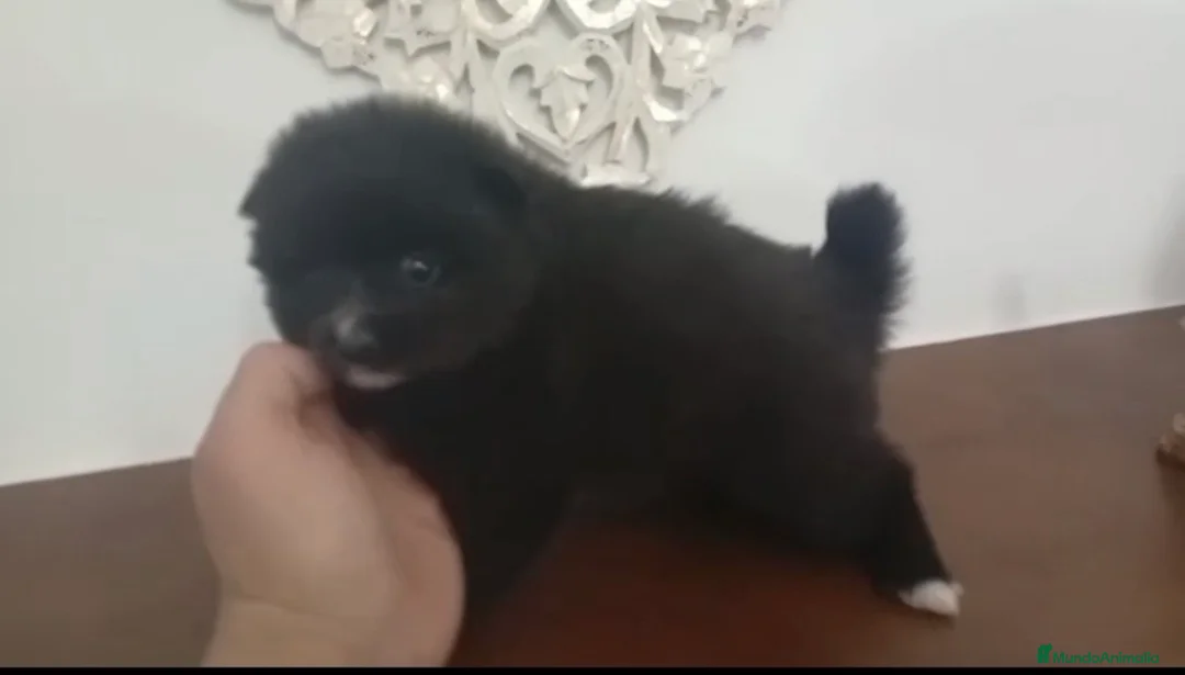 Pomerania perros en venta: Pomerania hembra  - Anuncio 1