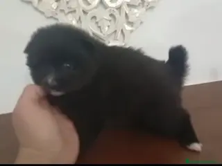 Pomerania perros Pomerania hembra - Anuncio 3