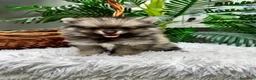 Pomerania perros en venta: POMERANIA  - Anuncio 7