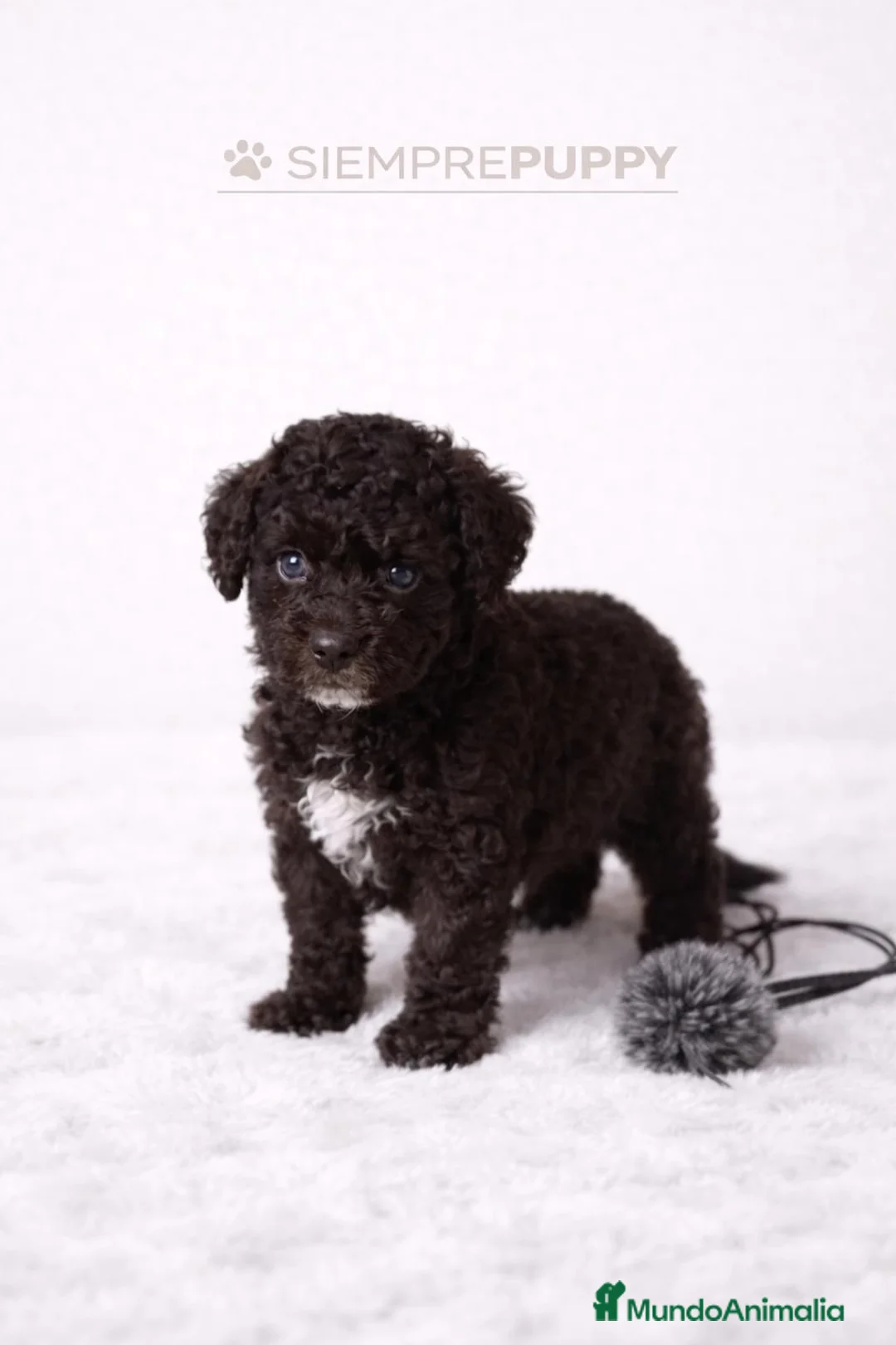 Perro de Agua Español perros en venta: PERRO DE AGUA ESPAÑOL - Anuncio 2