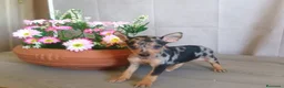 Pinscher Miniatura perros en venta: Pinsher Miniatura Cachorros  - Anuncio 1