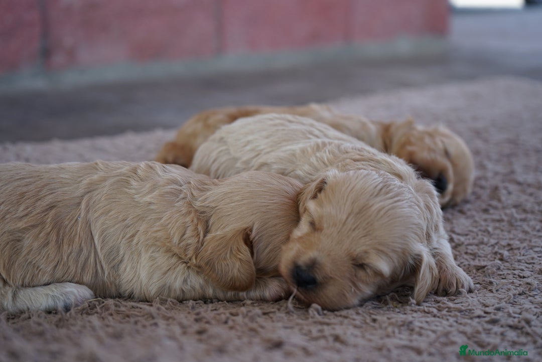 Maltipoo perros en venta: ✨ Tres pequeñas Maltipoo · 🐶 20 días de vida - Imagen 10