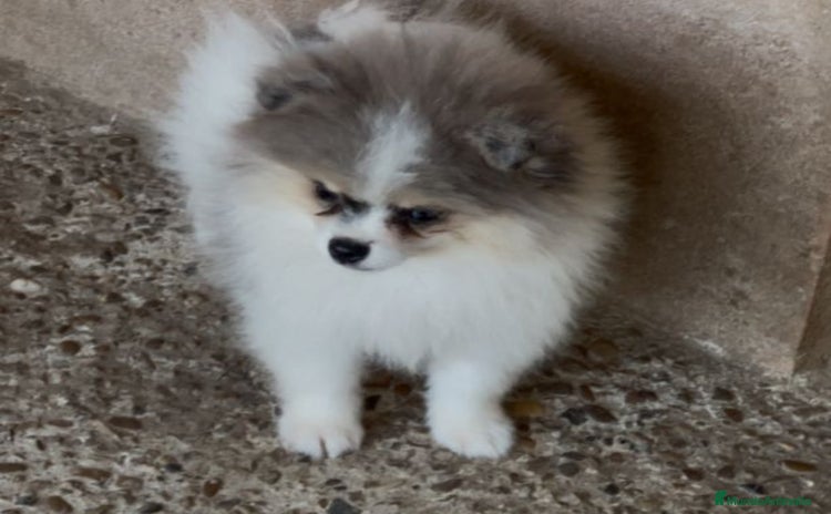 Pomerania perros - Propaganda 1