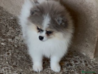 Pomerania perros - Anuncio 29