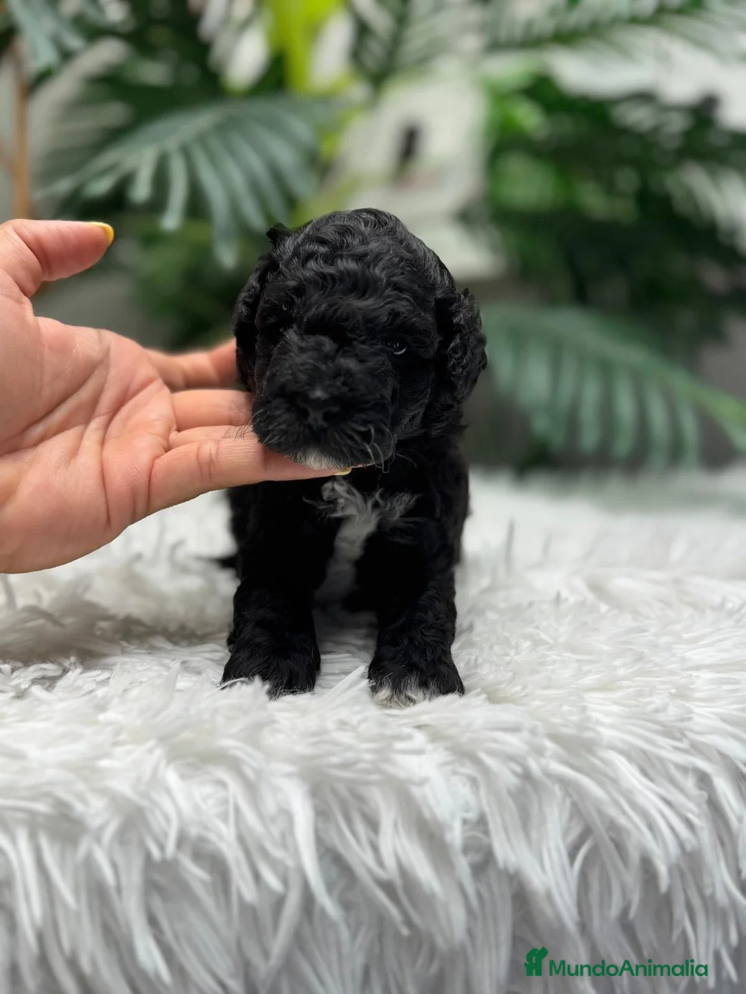 Caniche Toy perros en venta: CANICHE TOY 🎀 - Anuncio 8