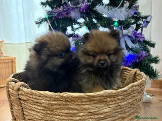 Pomerania perros Pomerania osito - Anuncio 27