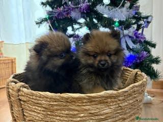 Pomerania perros Pomerania toy - Anuncio 23