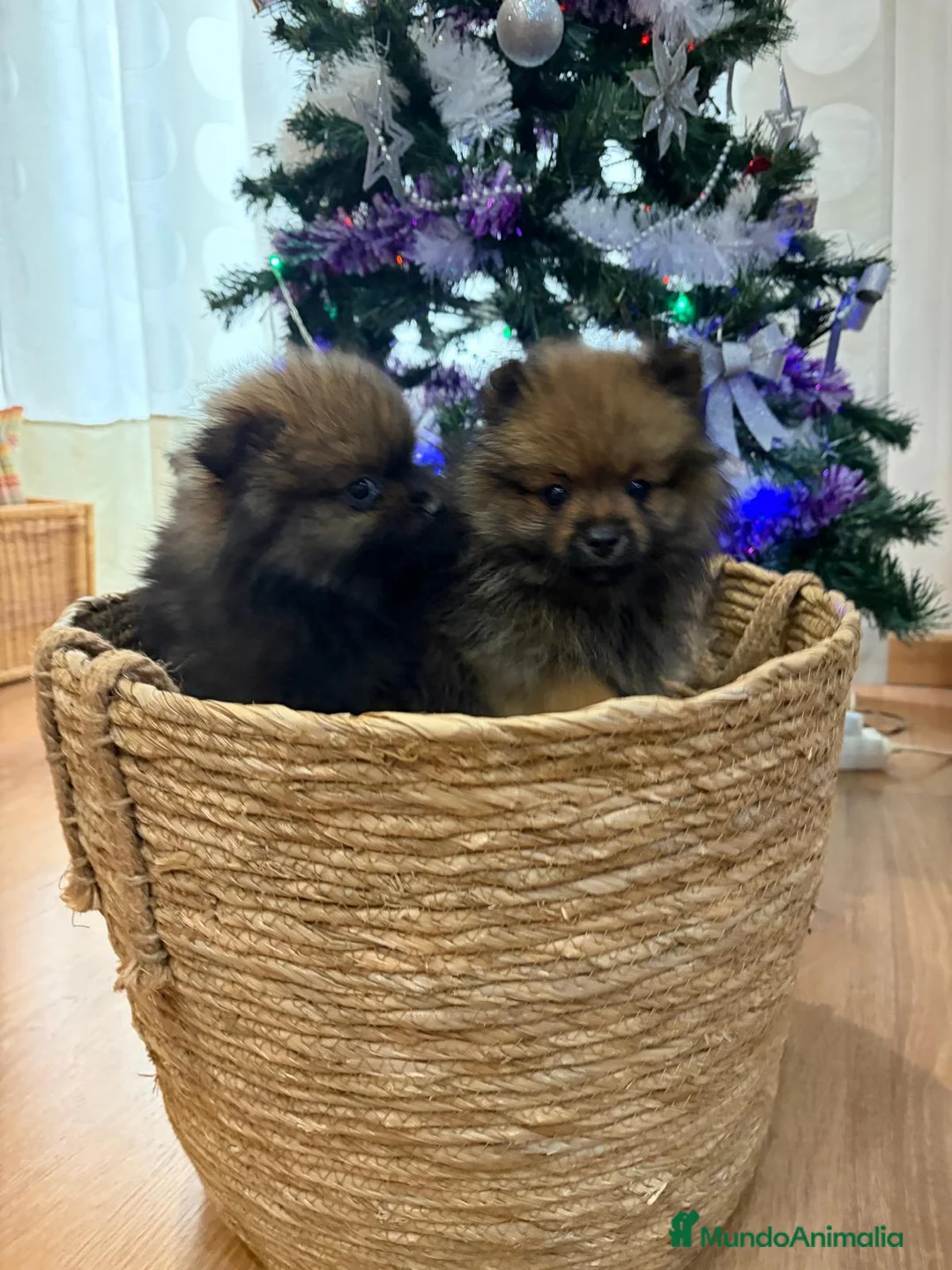 Pomerania perros en venta: Pomerania toy - Anuncio 1