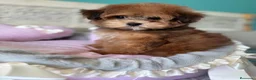 Maltipoo perros en venta: Maltipoo Hembra Toy tonalidades chocolates !! - Anuncio 7