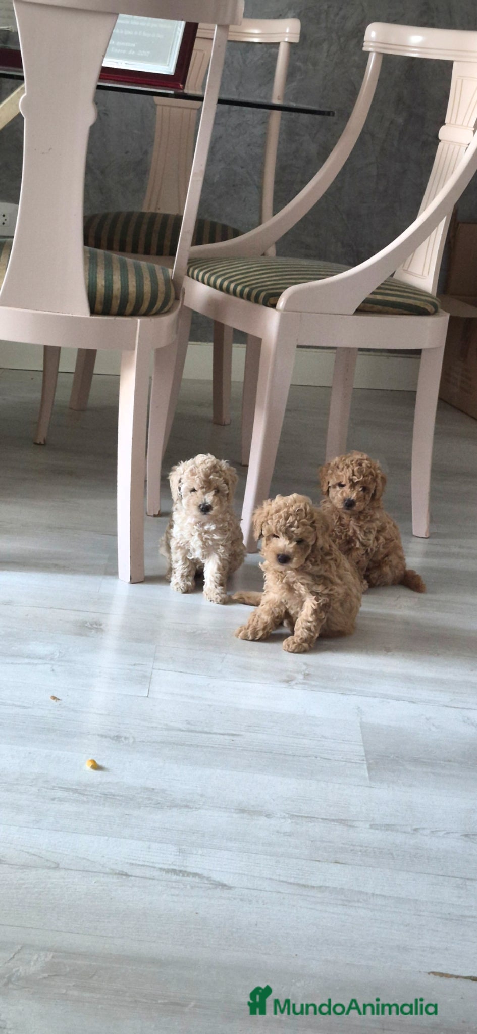Caniche Toy perros Hembras de caniche toy de máxima calidad - Anuncio 1