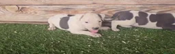American Staffordshire-Terrier perros en venta: American stanford 🐶🐾 - Anuncio 4