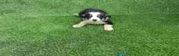 Border Collie perros en venta: Camada Border Collie - Anuncio 4