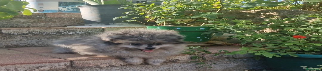 Pomerania Cachorro 1