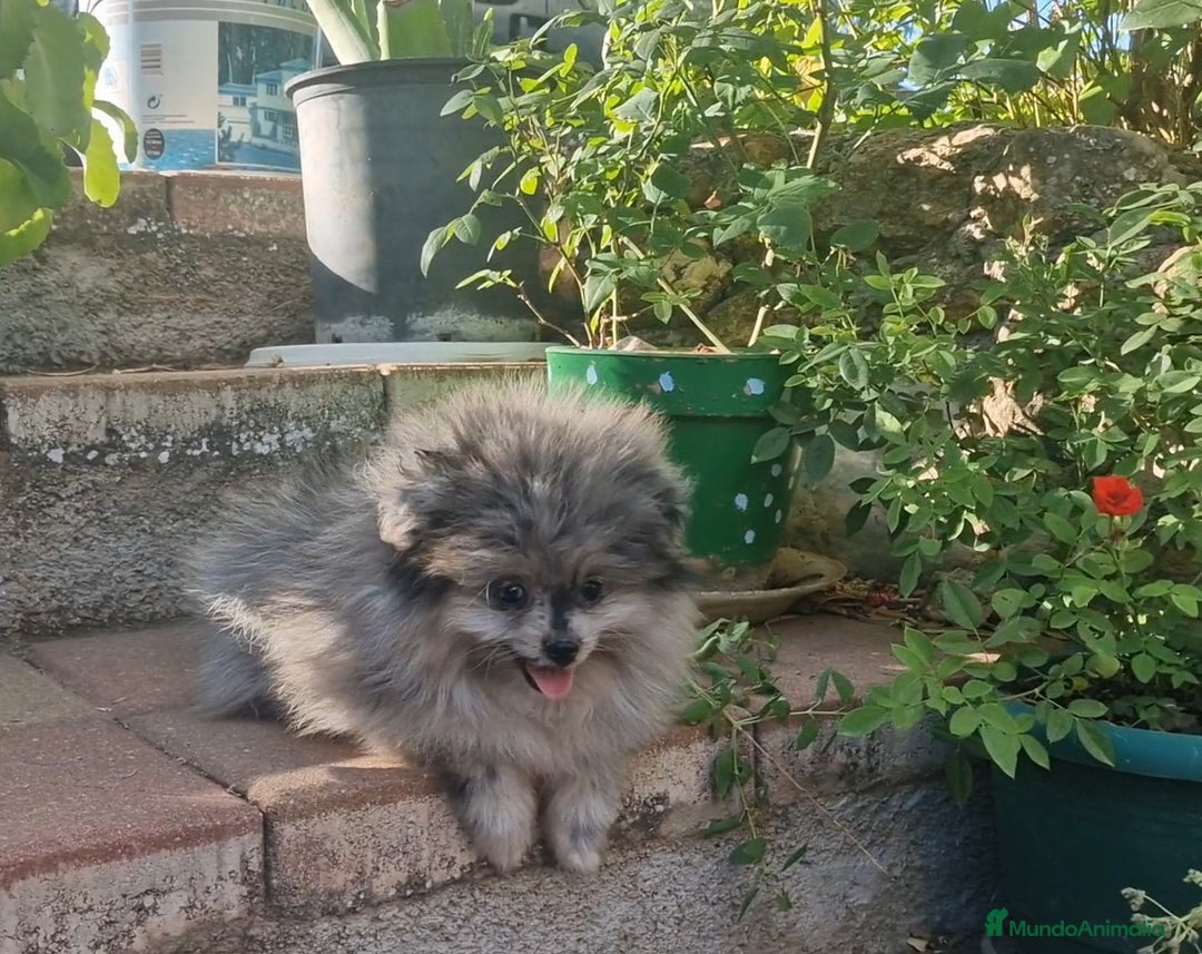 Pomerania perros en venta: Pomerania merle ojos dispares 50% línea rusa - Imagen 4